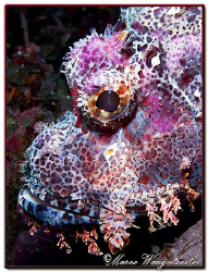 Portrait of a Raggy Scorpionfish (Canon G9, D2000w, UCL165) by Marco Waagmeester 